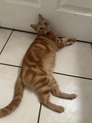 Lost Male Cat last seen Foxridge street , Palm Springs, FL 33461