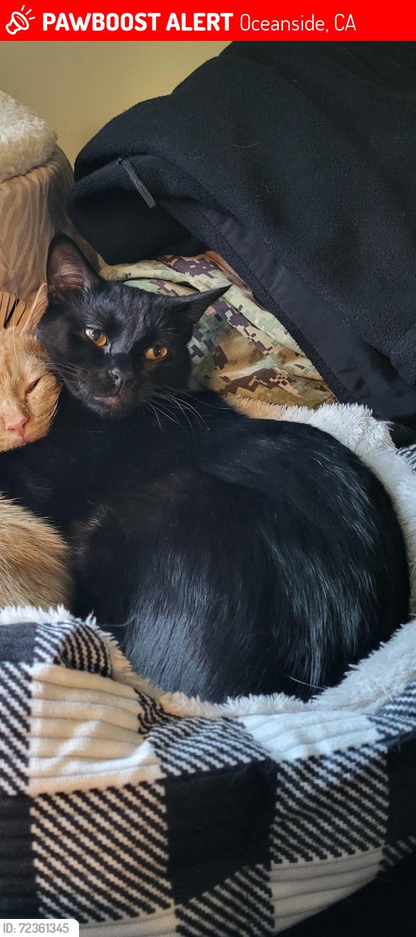 Lost Male Cat last seen Bluebell Ln and Birch St, Oceanside, CA 92058