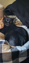 Lost Male Cat last seen Bluebell Ln and Birch St, Oceanside, CA 92058