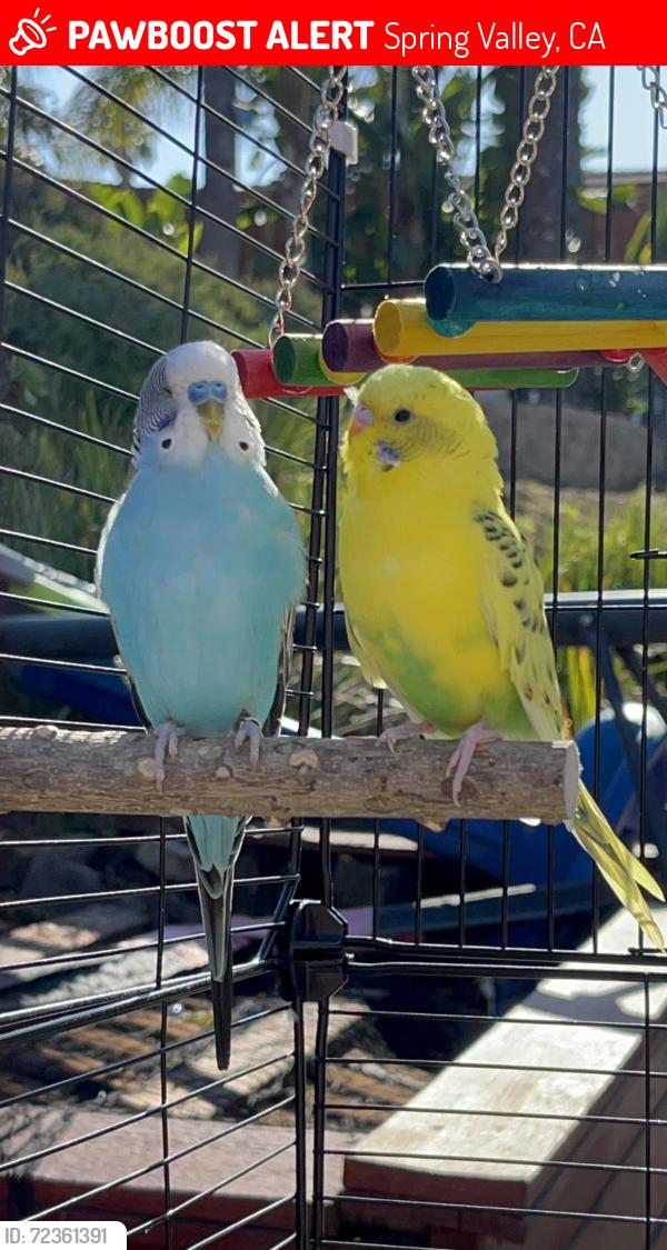 Lost Male Bird last seen Near 3655 S Bonita St. Casa de Oro, Spring Valley, CA 91941