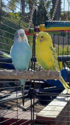 Lost Male Bird last seen Near 3655 S Bonita St. Casa de Oro, Spring Valley, CA 91941