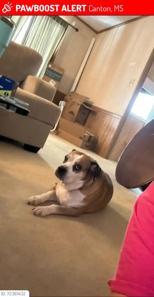 Lost Female Dog last seen Near MS-43, Canton, MS 39046