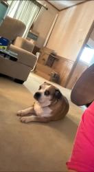Lost Female Dog last seen Near MS-43, Canton, MS 39046