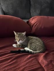 Lost Male Cat last seen Pizza Hut, Windtree apts, speedway gas station , El Paso, TX 79936