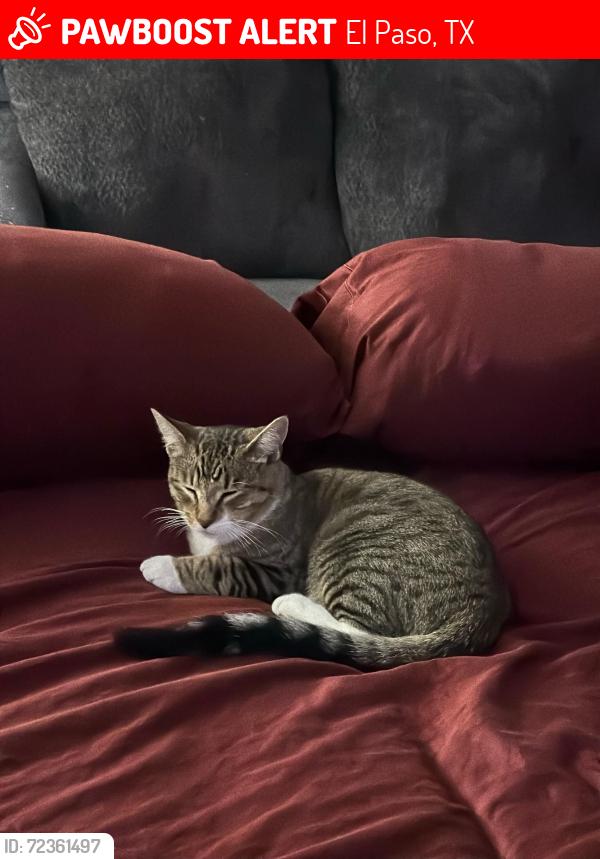 Lost Male Cat last seen Pizza Hut, Windtree apts, speedway gas station , El Paso, TX 79936