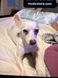 Lost Female Dog last seen City height on fairmont ave across street from starbucks and McDonald’s , San Diego, CA 92105