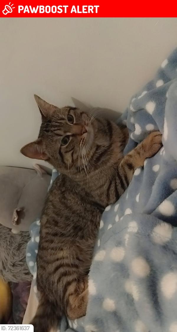 Lost Male Cat last seen Kingsbury , Greater London, England NW9