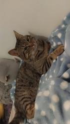 Lost Male Cat last seen Kingsbury , Greater London, England NW9