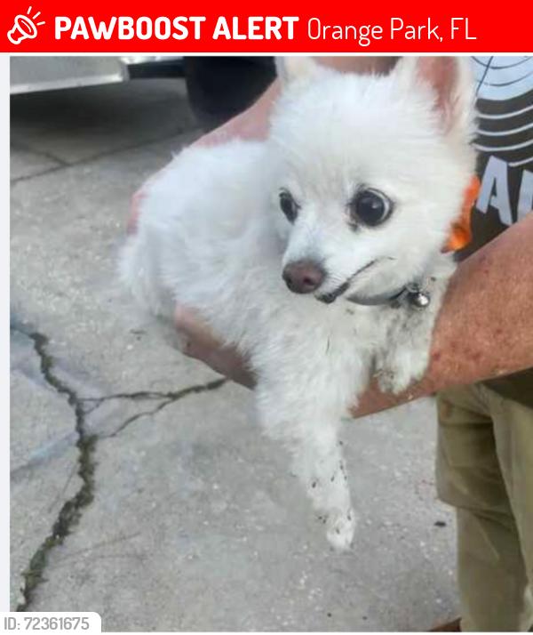 Lost Female Dog last seen Gano ave., Orange Park, FL 32073