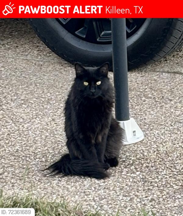 Lost Female Cat last seen Chantz drive, Killeen, TX 76542