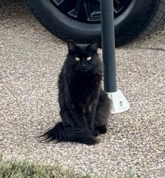 Lost Female Cat last seen Chantz drive, Killeen, TX 76542