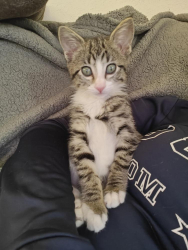 Lost Female Cat last seen Country Hallow apmt complex Tulsa Oklahoma, Wanette, OK 74878