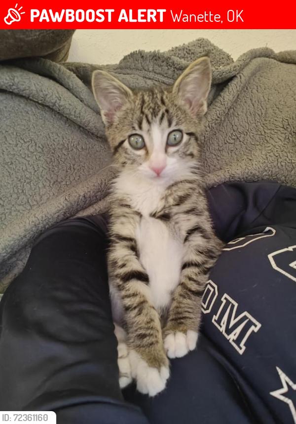 Lost Female Cat last seen Country Hallow apmt complex Tulsa Oklahoma, Wanette, OK 74878