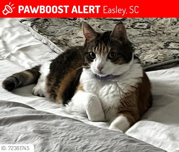 Lost Female Cat last seen Pope field rd, Easley, SC 29642