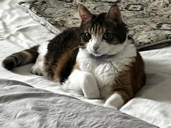 Lost Female Cat last seen Pope field rd, Easley, SC 29642