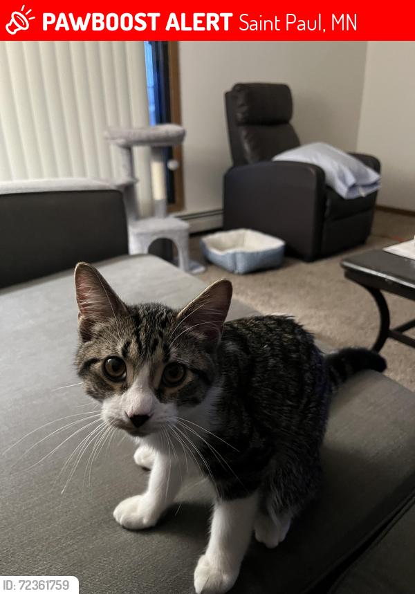 Lost Male Cat last seen Pondview apmts, Saint Paul, MN 55119