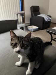 Lost Male Cat last seen Pondview apmts, Saint Paul, MN 55119