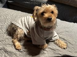 Lost Male Dog last seen Theda and Spring, Perris, CA 92570
