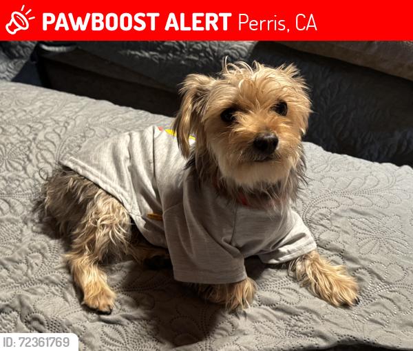 Lost Male Dog last seen Theda and Spring, Perris, CA 92570