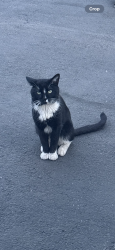 Reunited Male Cat last seen Brill st, Newark NJ, Newark, NJ 07105