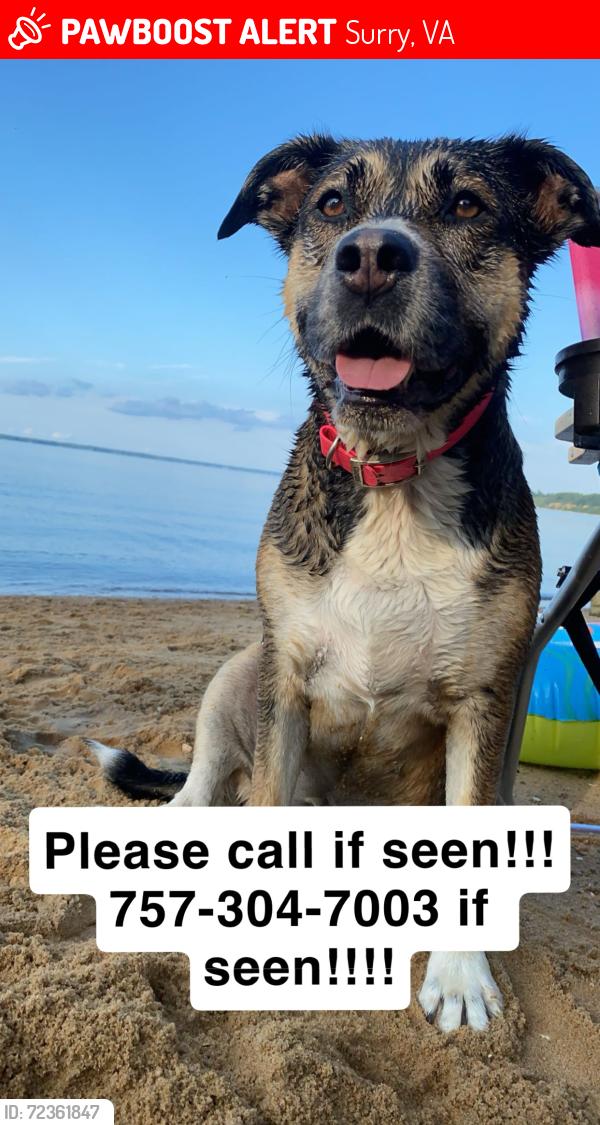 Lost Female Dog last seen California crossroads surry va, Surry, VA 23883