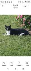 Lost Female Cat last seen Dug Gap Rd, Dalton, GA 30720