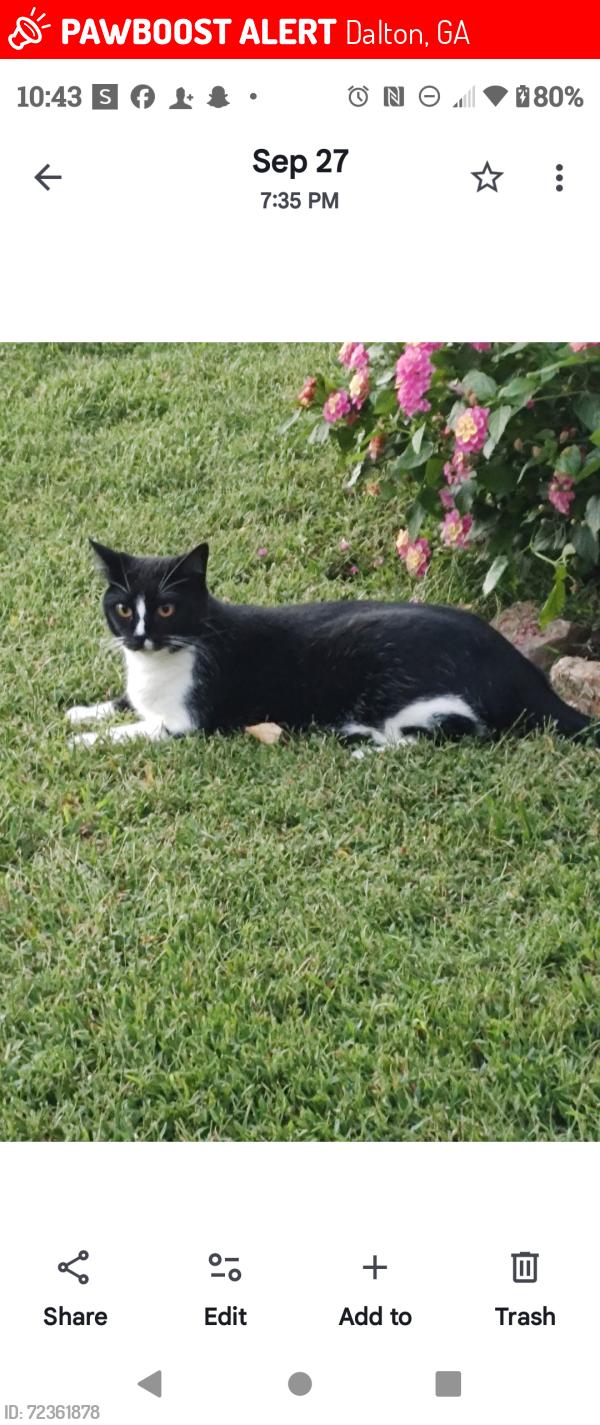 Lost Female Cat last seen Dug Gap Rd, Dalton, GA 30720