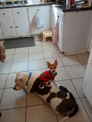 Lost Male Dog last seen Lexington , Trenton, TN 38382