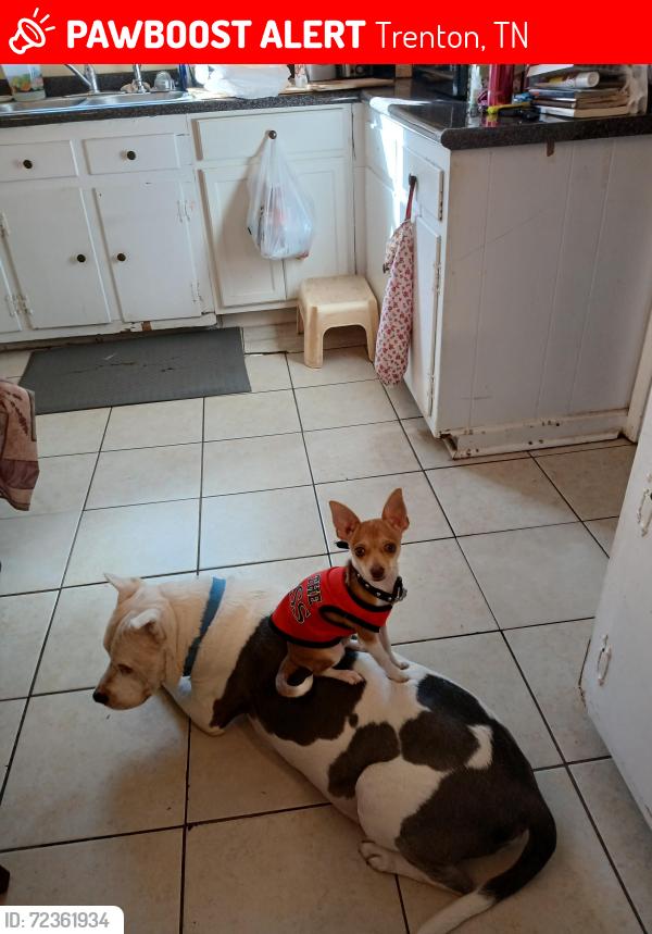 Lost Male Dog last seen Lexington , Trenton, TN 38382