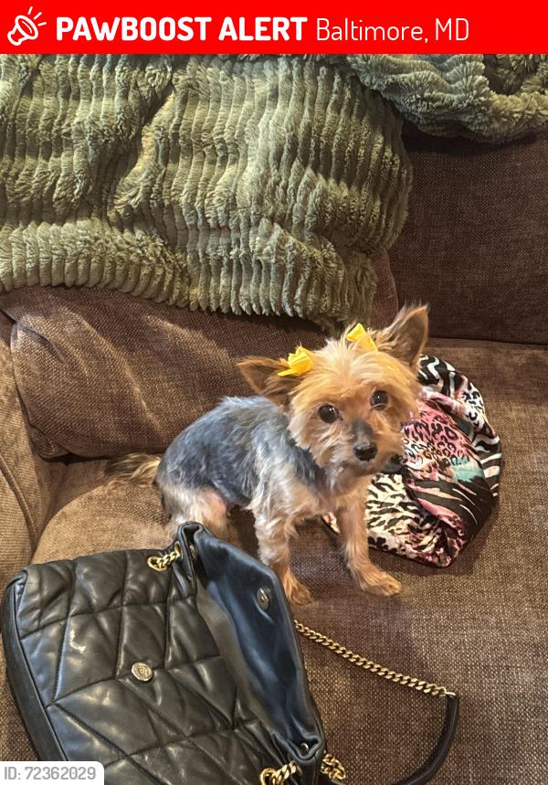 Lost Female Dog last seen Loch raven and Cold Spring Northwood area, Baltimore, MD 21239