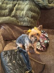 Lost Female Dog last seen Loch raven and Cold Spring Northwood area, Baltimore, MD 21239
