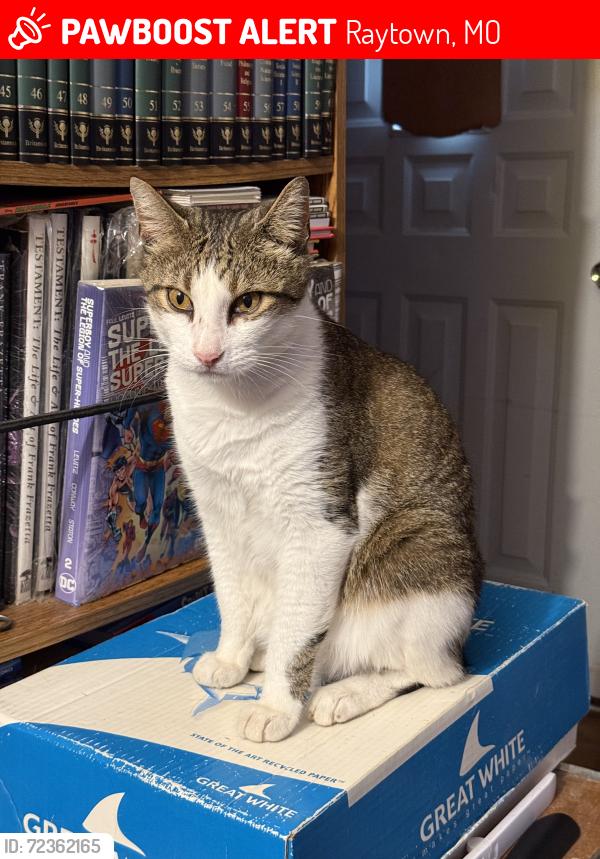 Lost Male Cat last seen 53rd and Willow Ave, Raytown, MO 64133