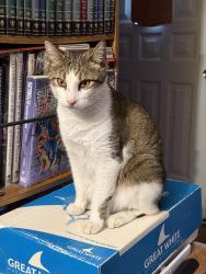 Lost Male Cat last seen 53rd and Willow Ave, Raytown, MO 64133