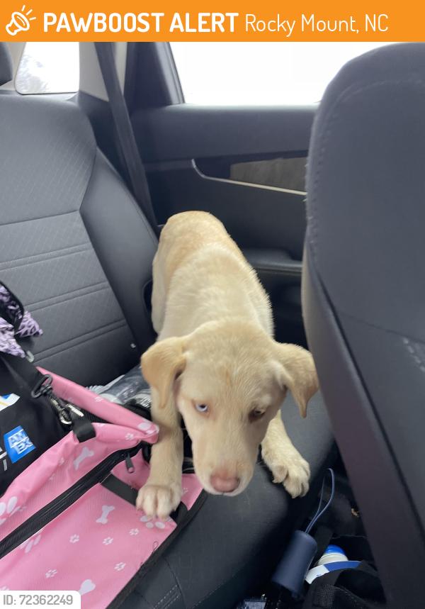 Found/Stray Female Dog last seen Pfizer eateries on 301, Rocky Mount, NC 27809