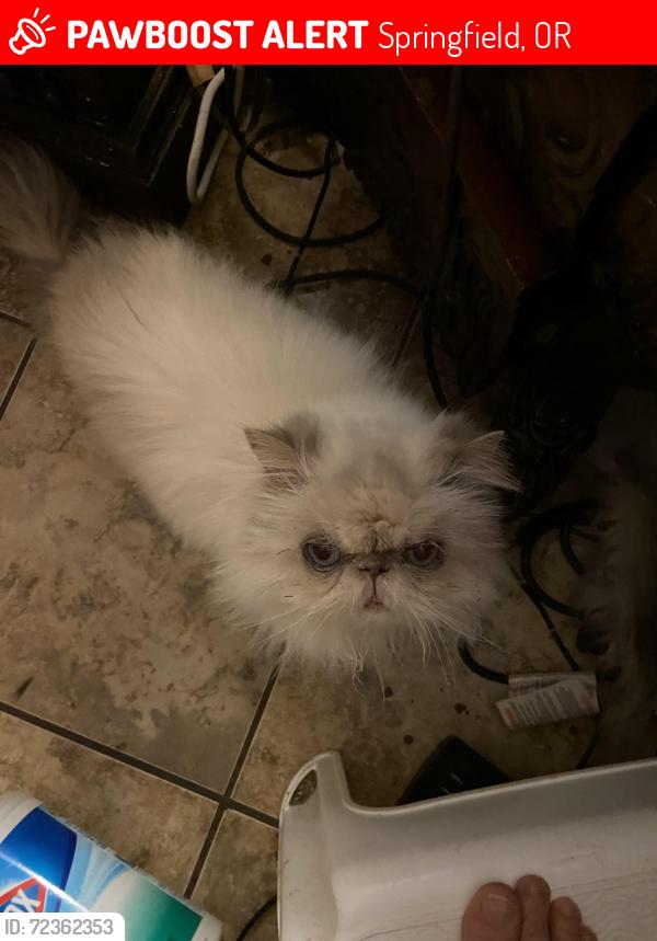Lost Female Cat last seen 54th & E street. 55th street spfd, Springfield, OR 97478
