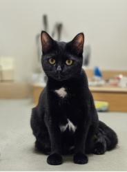 Lost Female Cat last seen Westhills/Vista Grande Blvd  x Fiddyment, Roseville, CA 95747