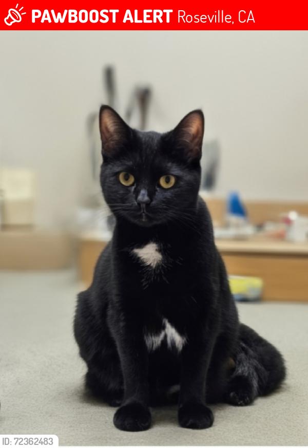 Lost Female Cat last seen Westhills/Vista Grande Blvd  x Fiddyment, Roseville, CA 95747