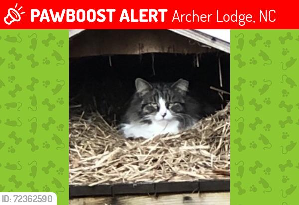 Lost Female Cat last seen Wyndfall Lane and Allison Way, Archer Lodge, NC 27527