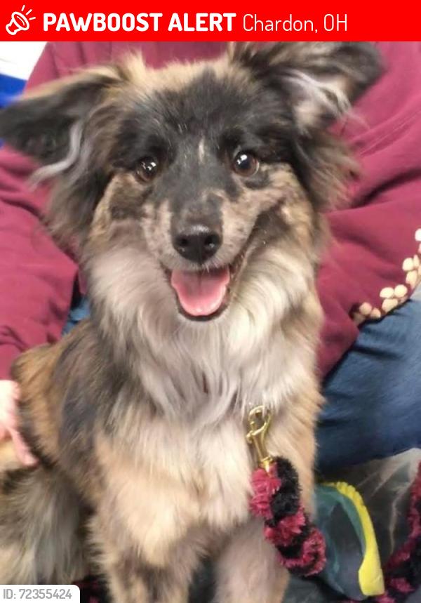 Lost Female Dog last seen Geauga County, Geauga County, OH 44065