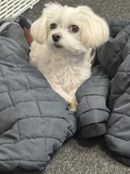 Reunited Female Dog last seen Near East Worthington, Marietta, GA 30062