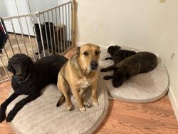 Lost Male Dog last seen Sundance Kid and Doc Holiday , Bernalillo County, NM 87015