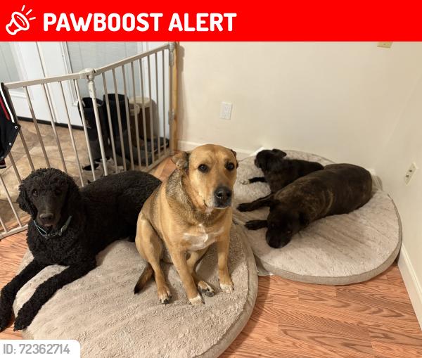 Lost Male Dog last seen Sundance Kid and Doc Holiday , Bernalillo County, NM 87015