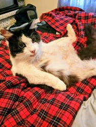 Lost Male Cat last seen Kent rd., Raleigh, NC 27606
