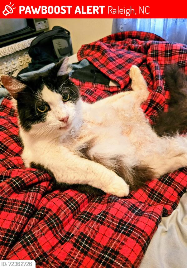 Lost Male Cat last seen Kent rd., Raleigh, NC 27606