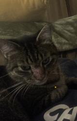 Lost Female Cat last seen S. Park Ave. & 22nd, Sanford, FL 32771