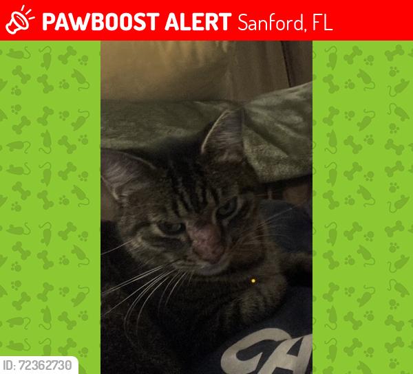 Lost Female Cat last seen S. Park Ave. & 22nd, Sanford, FL 32771