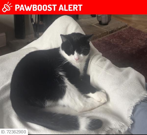 Lost Male Cat last seen Paulerspury , Paulerspury, England NN12 7ND