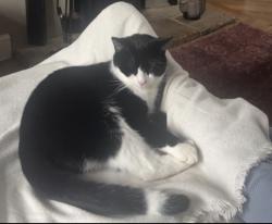Lost Male Cat last seen Paulerspury , Paulerspury, England NN12 7ND