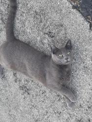 Lost Female Cat last seen Kendall Ice Arena, Miami, FL 33196