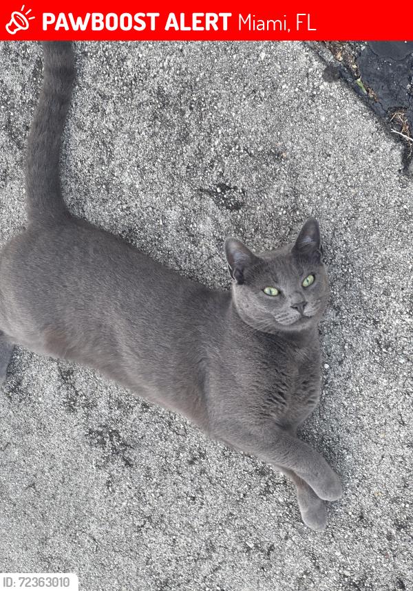 Lost Female Cat last seen Kendall Ice Arena, Miami, FL 33196